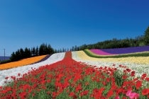 【金山駅南口発】〔遊山〕*5泊6日15食付*『太平洋フェリー特等室で行く、富良野・美瑛・大雪山・摩周湖の絶景と名湯を巡る6日間』2